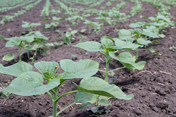 Sunflower field, green sprouts in the garden. Growing sunflowers