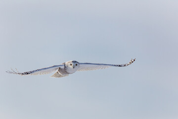 A snowy owl in flight.