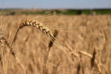 Yellow wheat field and blue sky in summer. The colors of the Ukrainian flag. Wheat and bread, spikelet