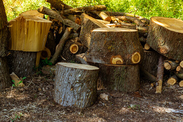 bosque oto&ntilde;al con arboles y hojas secas en Italia