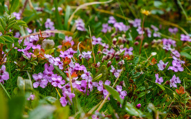 Fototapeta premium purple flowers in the grass