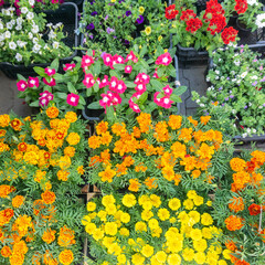 Various flowers in plant pots for sale in market