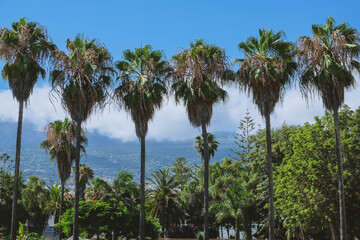 Fototapeta na wymiar City on the background of a volcano. Spain, Canary Islands, Tenerife, Puerto de La Cruz