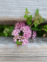 Pink flower and wooden bench