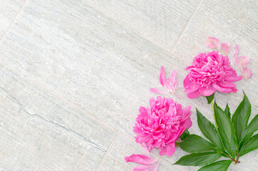 Beautiful pink peony flowers on white grey stone background with copy space for your text top view and flat lay style. Greeting card and romantic concept.