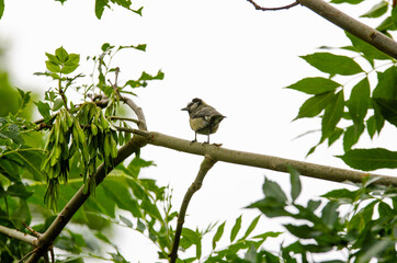 bird on a tree