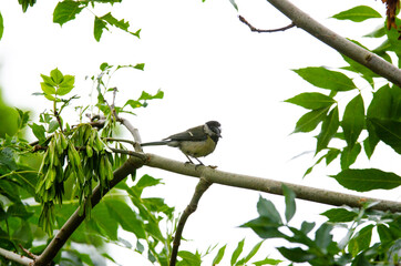 A small singing bird sitting on a branch