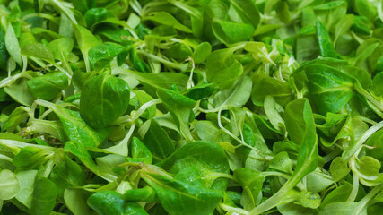 Mash salad on white background.