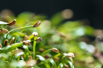 Young green sprouts of micro green close up