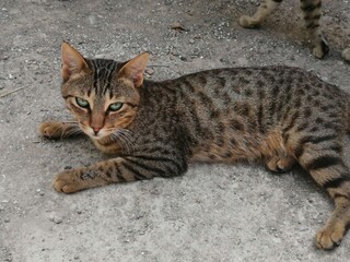 Obraz premium portrait of a cat