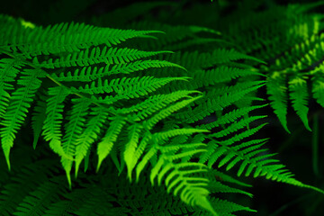 Fototapeta na wymiar Fern green background for design, lettering, wallpaper. Forest fern leaf close up abstract tropical backdrop. Green fern plant , floral botanical background.