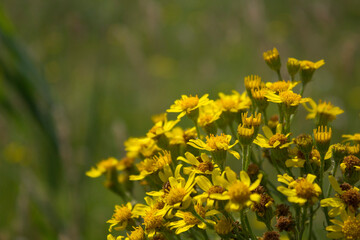 field of yellow flowers