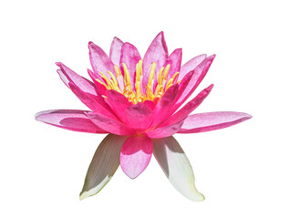 Side view of fresh pink lotus yellow petals flower isolated on white background with clipping path....