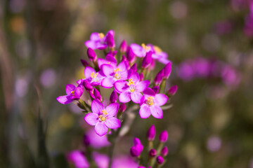 Obraz premium purple flowers in the garden