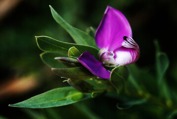 Exotic tropical purple flower closeup
