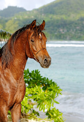 Arab Horse Stallion on Beach between palm trees purebred portrait in paradise