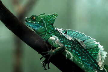 Plumed basilisk green reptile closeup on branch while molting stunning tropical wildlife from central america