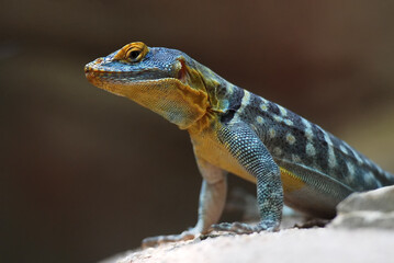 Common collared lizard closeup of yellow head from reptile exotic wildlife mexico