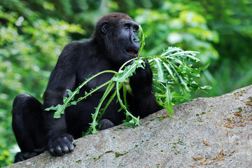 Gorilla eating plants threatened wild animal in jungle portrait