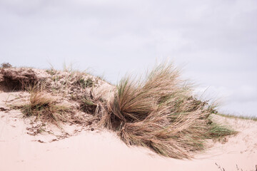 sand dunes and grass