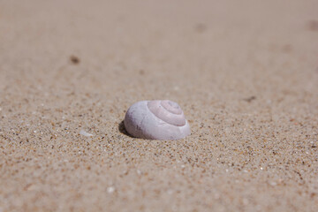 Fototapeta na wymiar shell on the sand