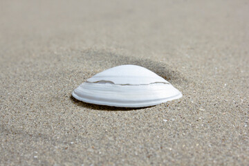 seashell on the beach
