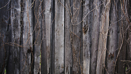fence in the dead branches of grapes