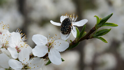 spotted beetle on a flowering branch