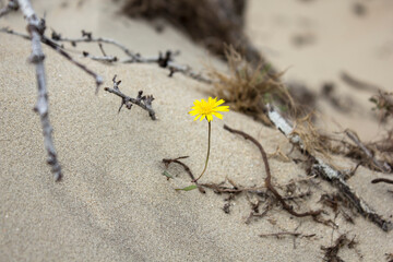 flower on dunes
