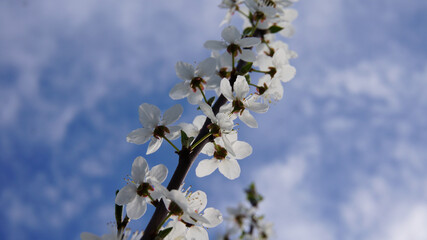 blooming branch stretching into the sky                     