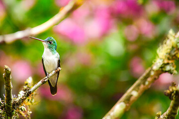 Title: Colibrí Esmeralda andina, diamante de pico largo o amazilia andina / Andean Emerald / Amazilia franciae - Alambi, Ecuador © Migue