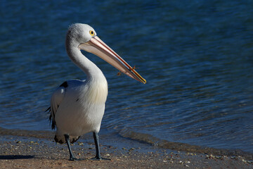 pelican on beach at australian shore seabird