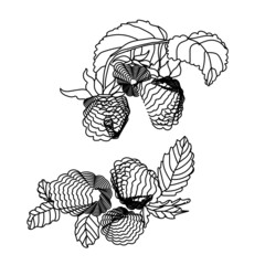raspberries, vector, illustration, illustrator, raspberries, black outline raspberries, white background, fruit, berry, health, delicious