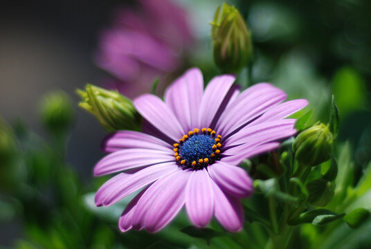 daisy bushes or african daisy closeup purple flower petals with blue and orange stamen