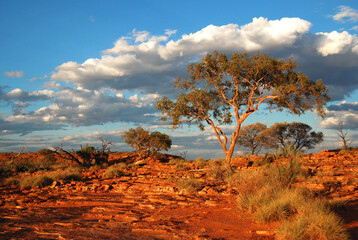 Tree in Australia red scenery outback at kings canyon travel destination
