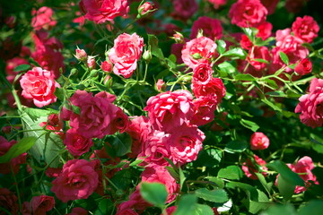 Red roses on a flowerbed in the garden on a sunny day