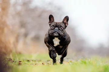 Foto op Canvas franse bulldog rennen en springen met grappige en schattige gezichtshond die gelukkig speelt © MJ Fotografie