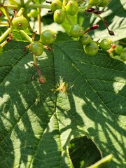 Green spider on a bush in the forest