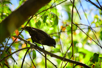 Vaquero Brillante / Shiny Cowboy / Molothrus bonariensis, ave urbana ubicada en la ciudad de Quito, Ecuador