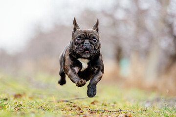 französische bulldogge läuft und springt mit lustigem und süßem gesichtshund, der glücklich spielt