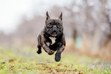 Fotobehang franse bulldog rennen en springen met grappige en schattige gezichtshond die blij speelt © MJ Fotografie