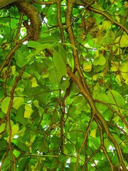 Under the crown of a green elm in the forest