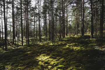 Obraz premium Karelian forest