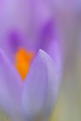 Obraz na płótnie Canvas Purple crocus flower blooming in spring awakening close up of fragile flower head for gardener and botanical interest