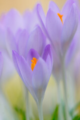 Purple crocus flower blooming in spring awakening close up of fragile flower head for gardener and botanical interest