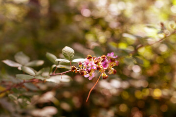 bosque otoñal con arboles y hojas secas en Italia
