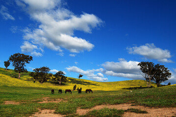 Fototapeta premium horse paddock under blue cloudy sky herd on sunny pasture land in australia