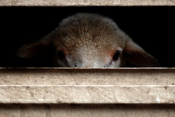 Sheep farm animal looking sad caged in truck for transportation to slaughter for meat picture for...