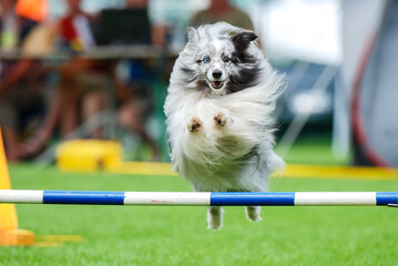 dog jumping in agility sport competition