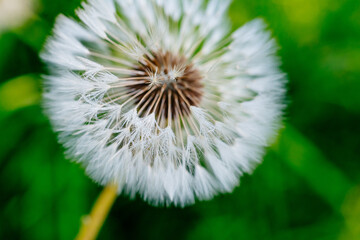 dandelion blowball close up wishing plant detail